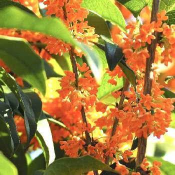 キンモクセイの花の投稿画像一覧 Greensnap グリーンスナップ