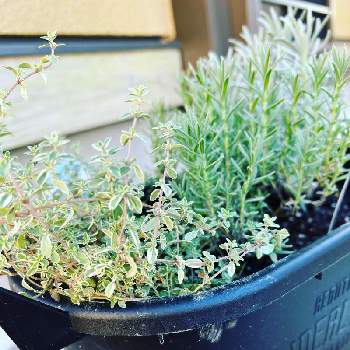 ハーブ タイムの投稿画像一覧 Greensnap グリーンスナップ