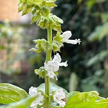 バジルの花の投稿画像一覧 Greensnap グリーンスナップ