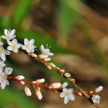 サクラタデ 桜蓼 の投稿画像一覧 Greensnap グリーンスナップ