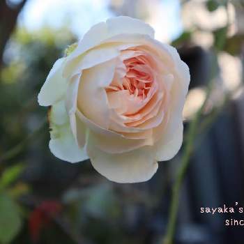 バラ ブランピエールドゥロンサールの投稿画像一覧 Greensnap グリーンスナップ