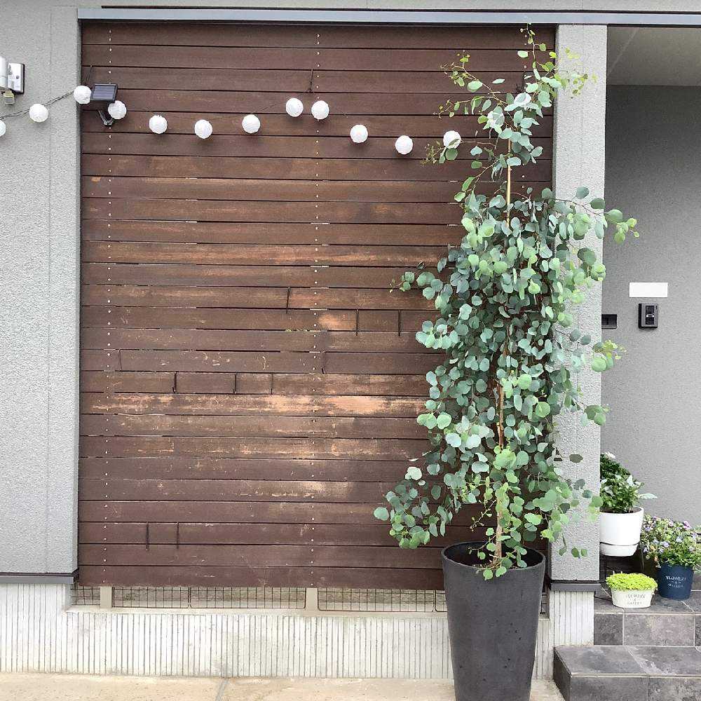 ユーカリポポラス 2020-2021|🍀GreenSnap(グリーンスナップ) ユーカリポポラス 2020-2021|🍀GreenSnap(グリーンスナップ)