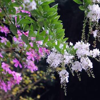 ノボタン リトルエンジェルの画像 by さっちゃんさん | 小さな庭とデュランタとノボタン リトルエンジェルと実が付く植物