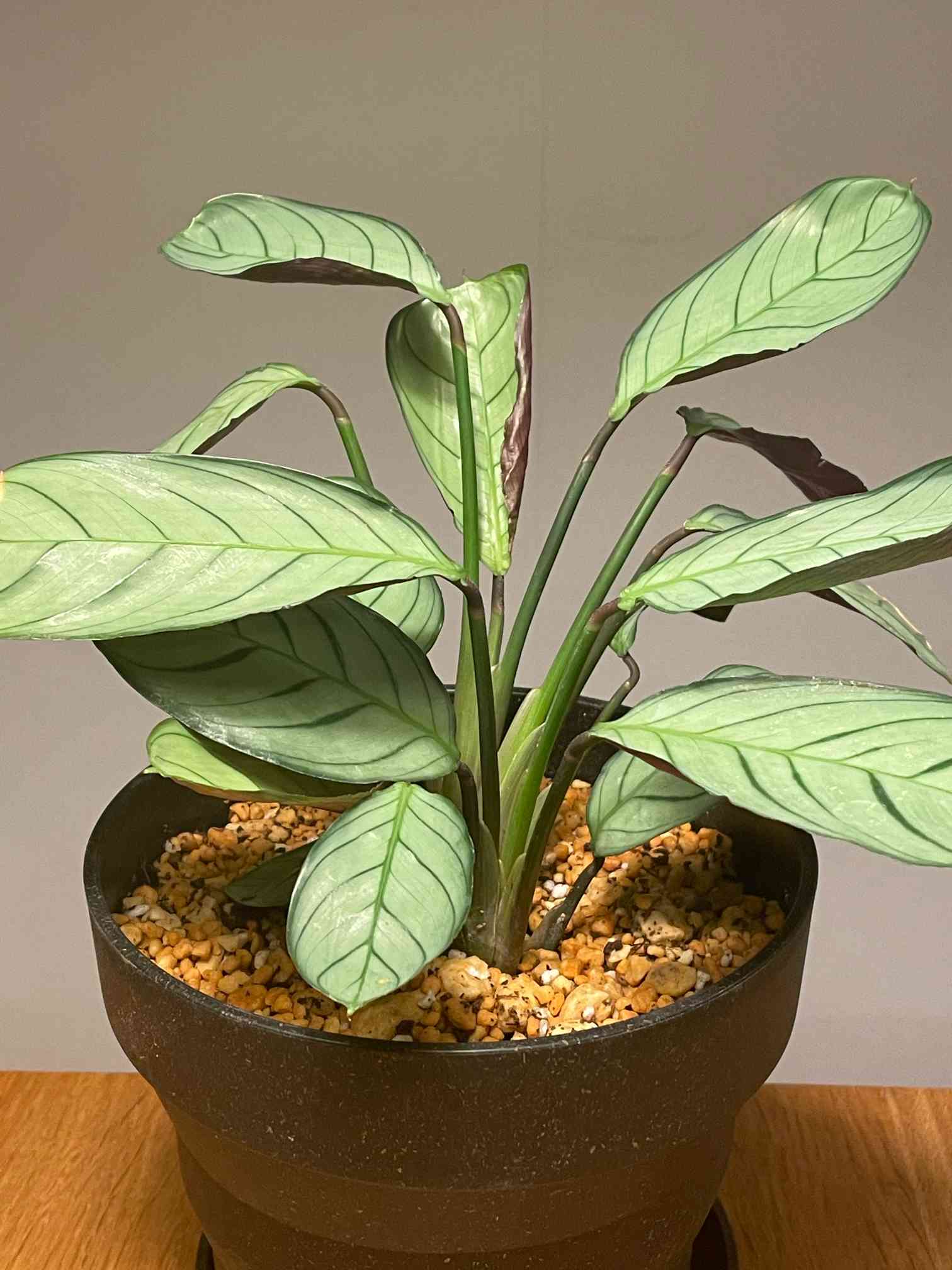 少しレア 観葉植物 クテナンテ アマグリス トモクリシ