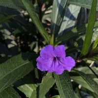 ヤナギバルイラソウ,花壇,紫色の花,青い花,花のある暮らしの画像