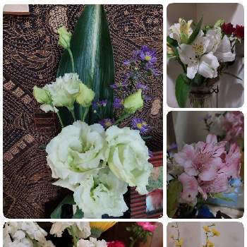 お買い得の画像 by ゴン母さん | 部屋と見切り品の花達とお買い得とお花いっぱい