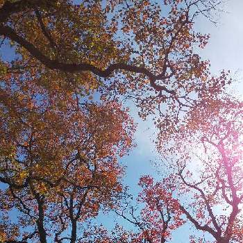 ナンキンハゼ❁❀の画像 by ナルコさん | お出かけ先と紅葉（こうよう）とお散歩道とナンキンハゼ❁❀と木のある風景