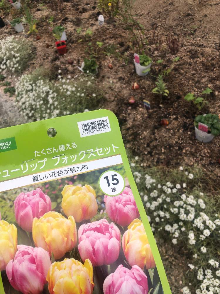 コメリの投稿画像 By にこにこちゃんさん Green Snapとおうちde菜園と すくすく栽培セットと ひとコマ菜園とカトちゃんねるとコメリと君も花が好きなのかと元気に育ててますよと おうちde菜園と 家庭菜園と 憧れの円形庭園 21月11月6日 Greensnap グリーン