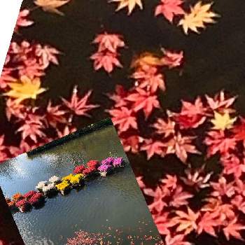 写真上手くなりたいの画像 by ヨチ子さん | お出かけ先とキクとモミジと紅葉の季節とお城のある街と秋のお花と写真上手くなりたいとお出かけ先にてとiPhone撮影