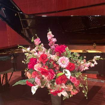 ピアノ発表会の投稿画像一覧 Greensnap グリーンスナップ ピアノ発表会の投稿画像一覧 Greensnap グリーンスナップ