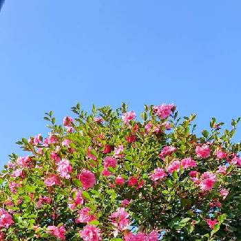 亀戸中央公園の画像 by コマさんさん | お出かけ先とサザンカ(山茶花)と亀戸中央公園