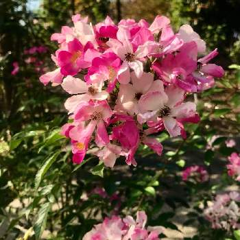 薔薇 バレリーナの画像 by メイさん | お出かけ先と薔薇 バレリーナとピンクの花と今日もありがとう♡と花から元気をととっとり花回廊と花いろいろと花のある暮らし