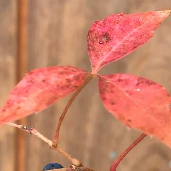 斑入りアメリカヅタの投稿画像一覧 Greensnap グリーンスナップ