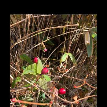 ツルリンドウの実の画像 by rocket-yukiさん | お出かけ先とツルリンドウとツルリンドウの実と木の実とトレッキングと山野草と夏の花とハイキング・登山と登山道と登山道の花とやまと登山と赤い実と秋の花