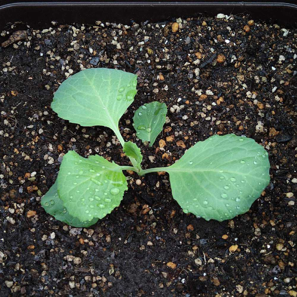 小さな庭で家庭菜園 プランターでキャベツを育てる Greensnap グリーンスナップ