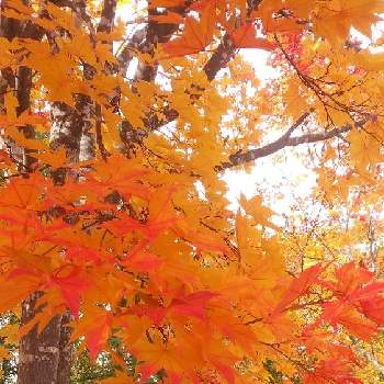 植物に感謝♪の画像 by グランマさん | モミジ(紅葉)と雪国とお気に入りの場所と里山歩きと綺麗な紅葉とキレイだな♡とスマホで撮影と北海道と短い秋と植物に感謝♪