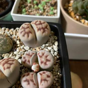 リトープス 花紋玉の投稿画像一覧 Greensnap グリーンスナップ