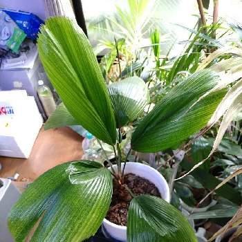 ウチワヤシの投稿画像一覧 Greensnap グリーンスナップ ウチワヤシの投稿画像一覧 Greensnap グリーンスナップ