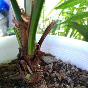 ウチワヤシの投稿画像一覧 Greensnap グリーンスナップ ウチワヤシの投稿画像一覧 Greensnap グリーンスナップ