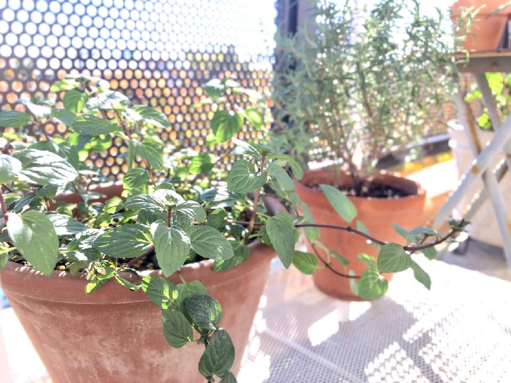 ローズマリーの投稿画像 By Konoriさん チョコレートミントとハーブと観葉植物 21月11月7日 Greensnap グリーンスナップ