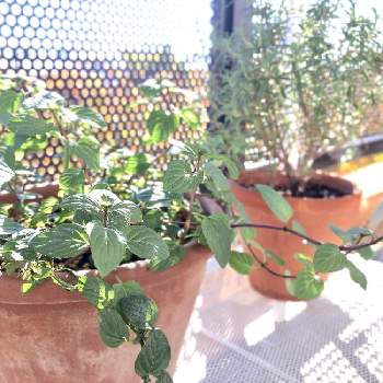 チョコレートミントの投稿画像一覧 Greensnap グリーンスナップ