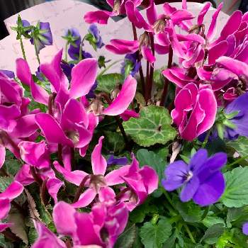 少し濃いピンクのお花〜*の画像 by EMIさん | 部屋とガーデンシクラメン寄せ植えフォトコンテストとおうち園芸とやさしいお花と紫色のお花と花のある暮らしと少し濃いピンクのお花〜*とガーデンシクラメン 寄せ植えとガーデンシクラメン❤︎