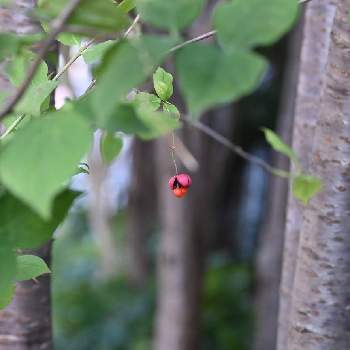 ツリバナの画像 by てもさん | ツリバナと赤い実とパッカーンとニシキギ科とGS空耳アワーと樹木