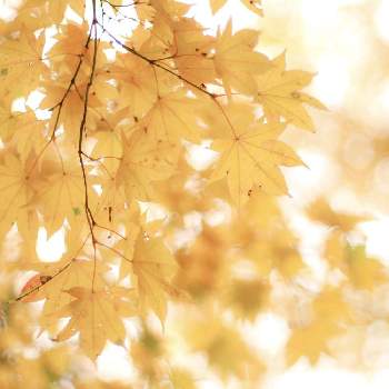 キリトリセカイの画像 by toto*coさん | お出かけ先ともみじと紅葉といつもありがとう♡とお写んぽとちいさな幸せ♡と癒しとお散歩写真と秋色とお花好きと写真好きと自然が好きとキリトリセカイ