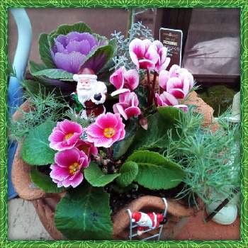 ロータス・コットンキャンディの画像 by メリーさん | 小さな庭とガーデンシクラメン♡と寄せ植えとミニ葉牡丹！と ジュリアンと鉢植えと花のある暮らしとコチア"ダイヤモンドダスト"とロータス・コットンキャンディ