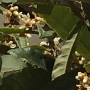 ビワの花の画像 by amamaさん | ビワの花と今日のお花と実の成る木と　白い花と21/11