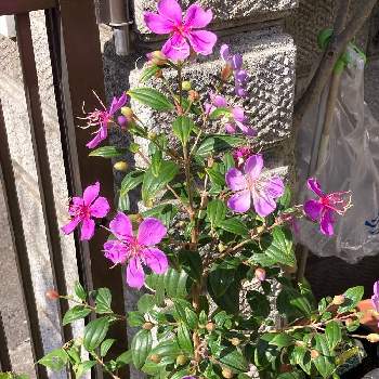 ノボタン リトルエンジェルの画像 by manabeさん | 小さな庭とノボタン リトルエンジェルとピンクの花と花のある暮らし