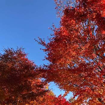 もみじの紅葉の画像 by manabeさん | お出かけ先ともみじの紅葉と秋ですね♪と紅葉する葉
