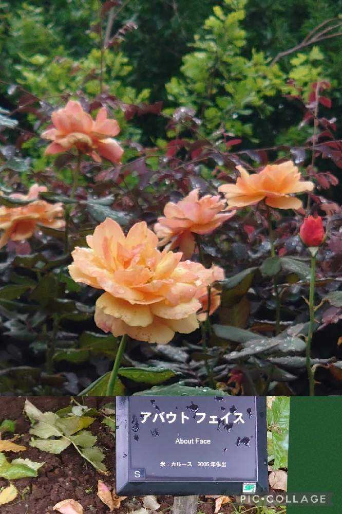 夏の平塚花菜ガーデン2021.7.8｜🍀GreenSnap（グリーンスナップ）