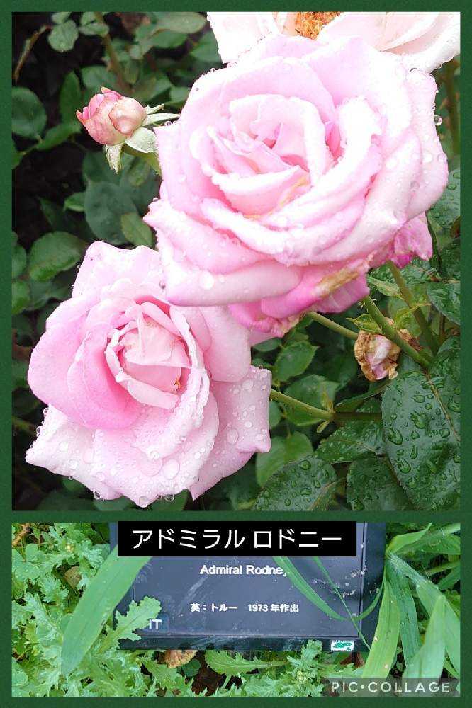 夏の平塚花菜ガーデン2021.7.8｜🍀GreenSnap（グリーンスナップ）