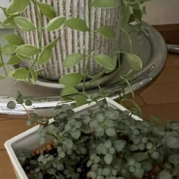 ピレア・グラウカ♪の画像 by あやさん | 緑のある暮らしと癒しのひと時と植物との出会いとピレア・グラウカ♪