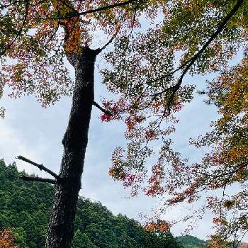 秋の日差しの画像 by コハクさん | お出かけ先とグラデーションとススキ*と宍粟市と紅葉（こうよう）と優しい色と秋の日差しともみじ紅葉