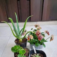 子宝草 子宝弁慶草 の育て方 季節によって日当たりや水やりの加減を変える Greensnap グリーンスナップ