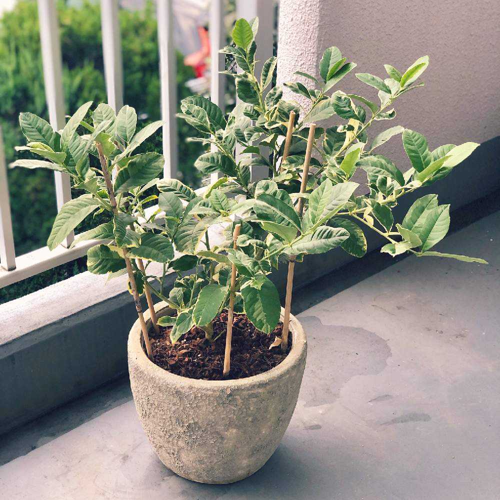 レモン ピンクレモネードの投稿画像 By まるさん バルコニー ベランダとベランダガーデンと果樹とベランダ菜園とベランダガーデンと果樹とベランダ菜園 21月11月7日 Greensnap グリーンスナップ Greensnap グリーンスナップ