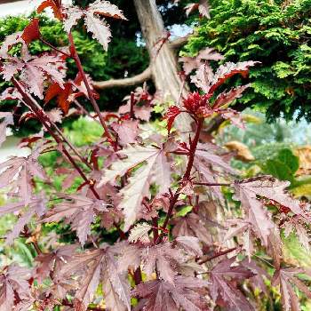 花が咲かないの投稿画像一覧 Greensnap グリーンスナップ