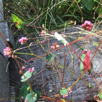 トゲのある植物の投稿画像一覧 Greensnap グリーンスナップ