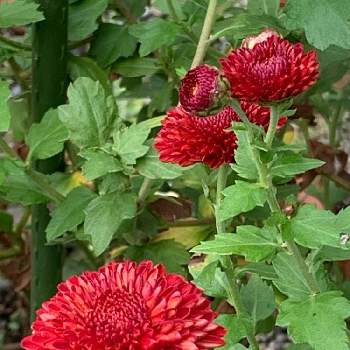 ポンポン菊の画像 by marさん | 小さな庭とポンポン菊とキクと赤い花とかわいいな♡とおうち園芸と楽しい園芸