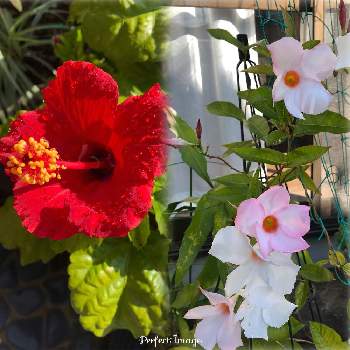 サンパラソル♡の画像 by このニャンさん | サンパラソル♡とハイビスカス♡とおうち園芸とお花に癒される日々と我が家の庭とガーデニング