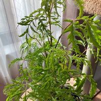 ポリシャスはどんな観葉植物 育て方や花言葉は 風水的にはどこに置くといい Greensnap グリーンスナップ