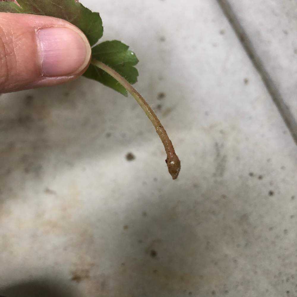 ヒューケラの挿木 Greensnap グリーンスナップ