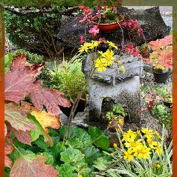 庭景色の画像 by 美野美谷さん | 広い庭とmy石蕗と和の庭と石蕗と秋の庭と庭景色と季節の巡り・二十四節気とツワブキ 碧霞元君