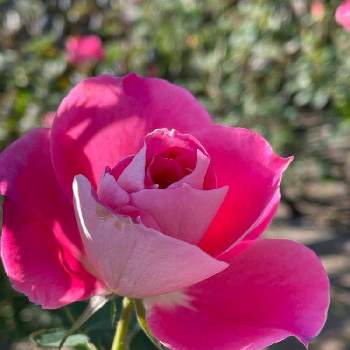 バラ ケアフリーワンダーの投稿画像一覧|🍀GreenSnap(グリーンスナップ)