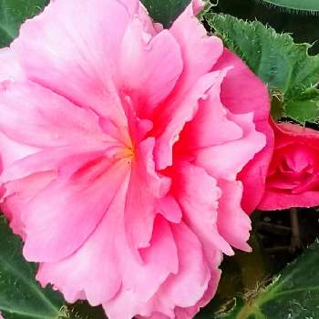 球根ベゴニア☆の画像 by レモンさん | 小さな庭とピンクの花とおうち園芸とつぼみと球根ベゴニア☆と可愛い♡