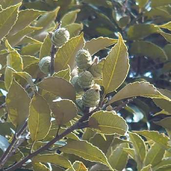 スダジイの実の投稿画像一覧 Greensnap グリーンスナップ