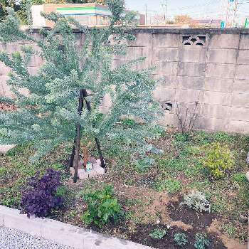 ミモザアカシア ブルーブッシュの投稿画像一覧 Greensnap グリーンスナップ