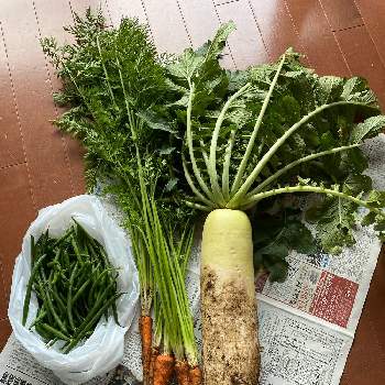 インゲンの投稿画像一覧 Greensnap グリーンスナップ